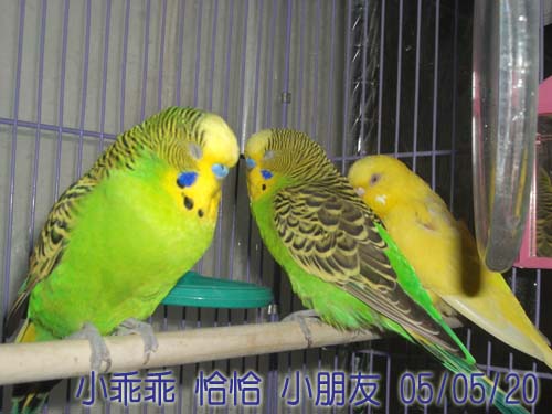 阿蘇兒