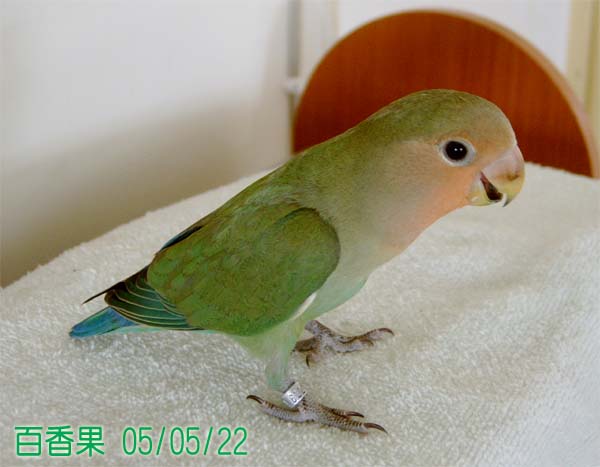 百香果出閣