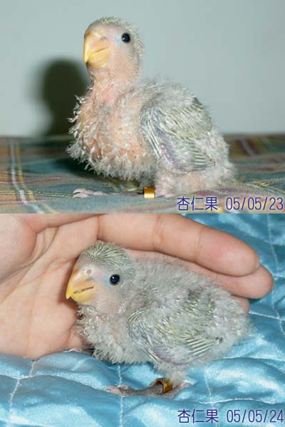 杏仁果首次登場