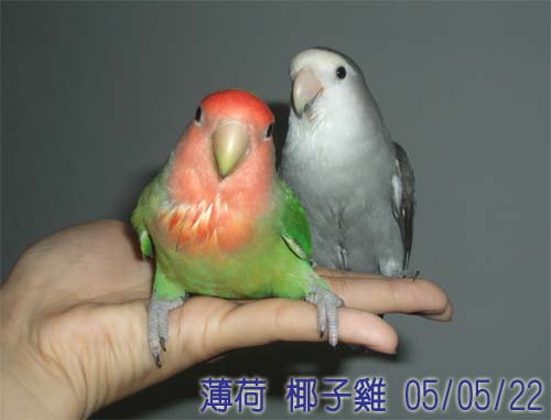 薄荷和椰子雞