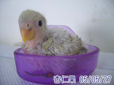 閃亮亮