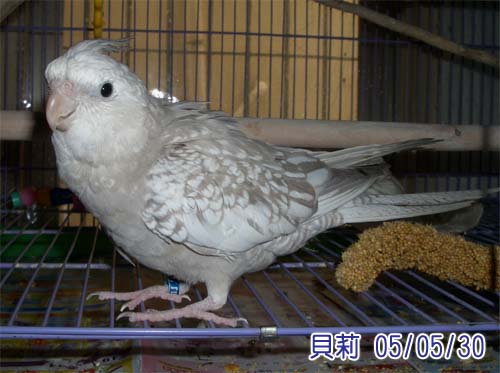 漂亮貝莉
