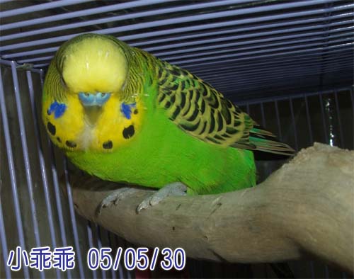 大胖子