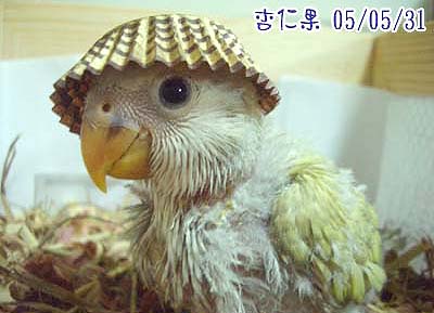 帶帽子
