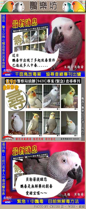 千面鳥追追追