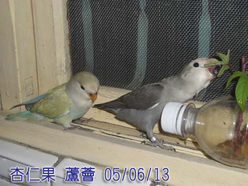 偷吃菜