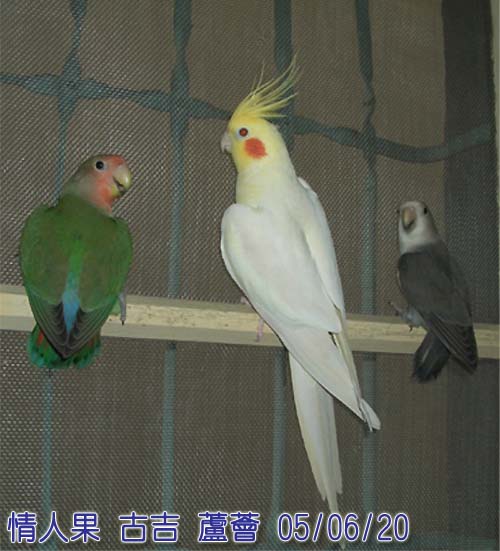 窗飾??
