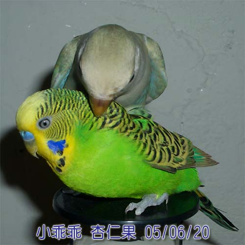 兇殺案??
