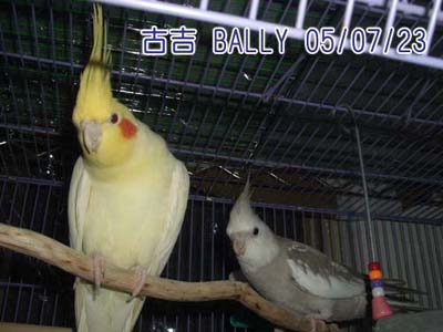瑪吉好兄弟