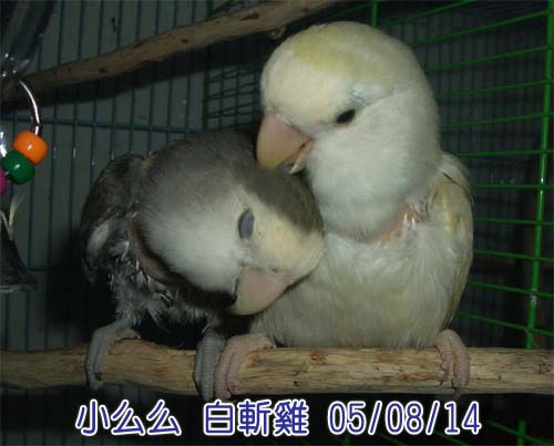 精光黨二代成員