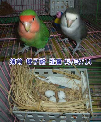保護家園