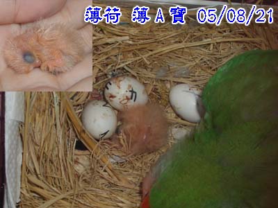 薄A寶