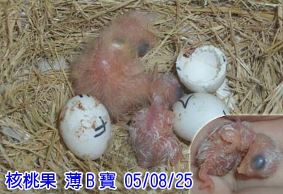 薄B寶