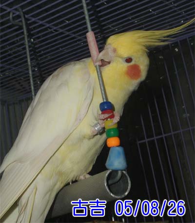 正在換毛的小吉