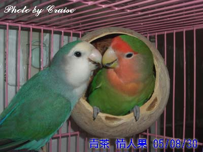 情人果生蛋了