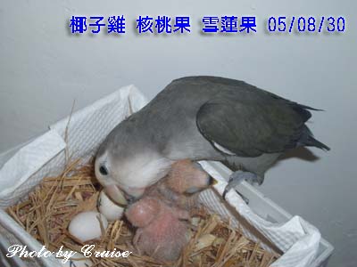 生命的傳承