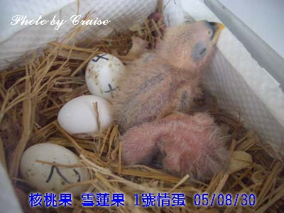 頭好壯壯
