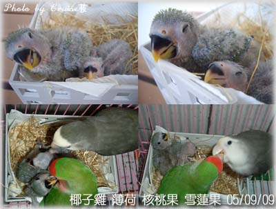 小鸚毒