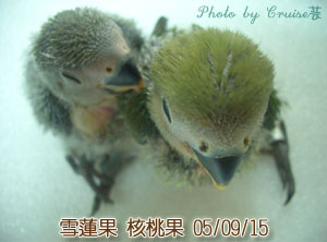 大頭鳥