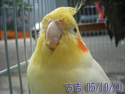曬太陽的小吉