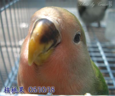 核桃果