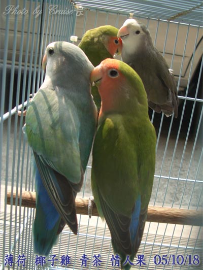 愛情鳥
