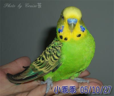 嫌疑犯