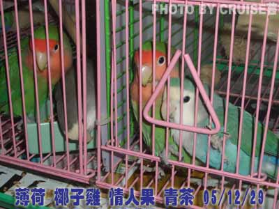 渴望的眼神