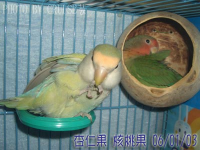 轉大人了