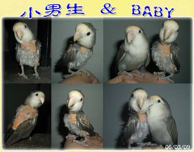 資深精光黨員