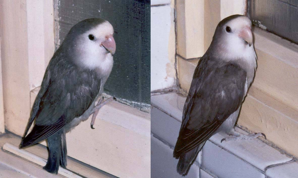 親子臉