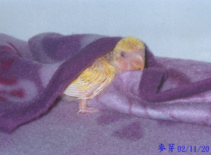 睡美人