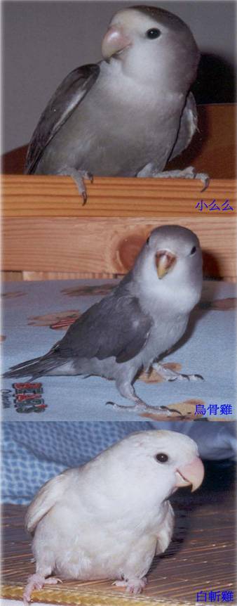 親手足