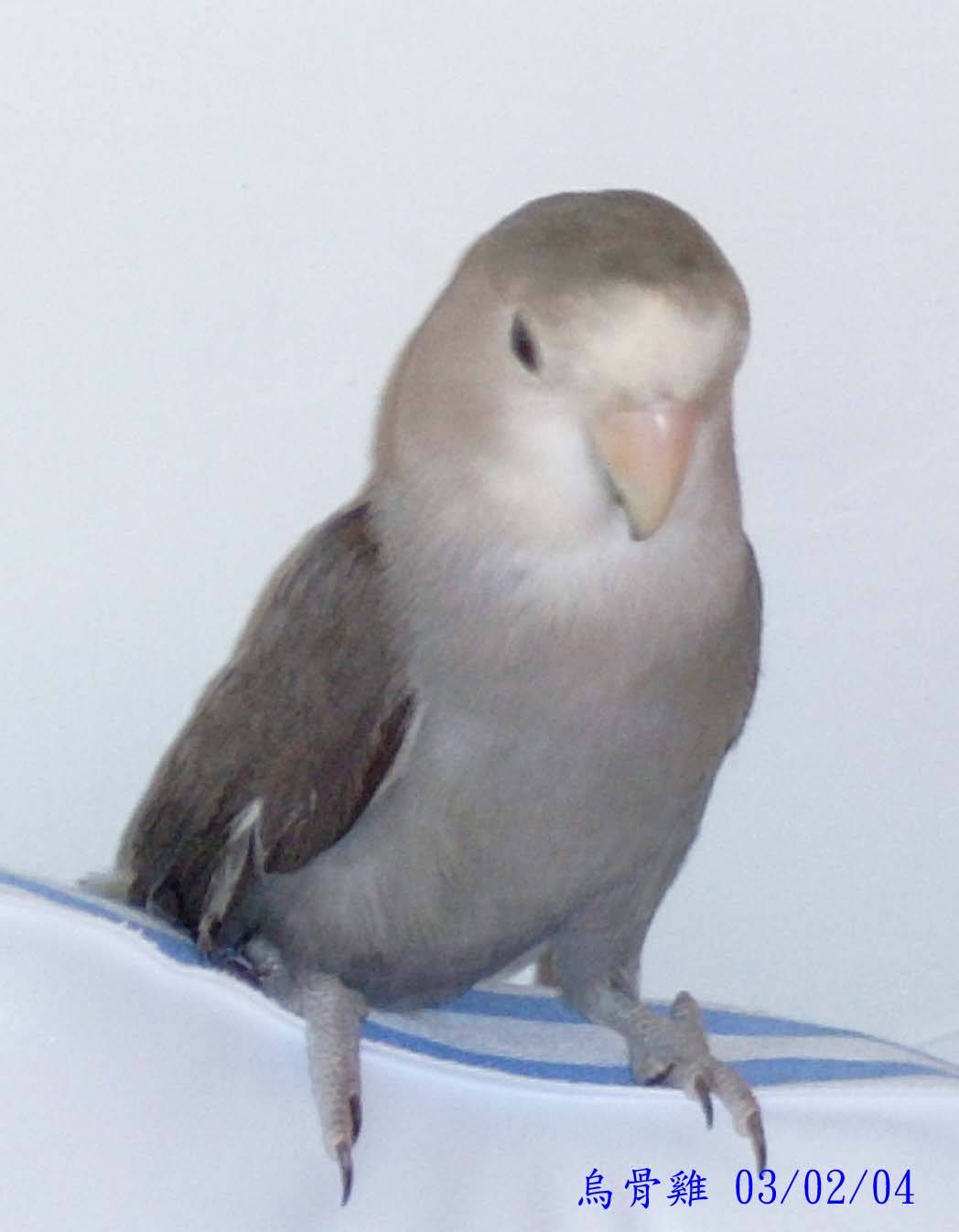 不能飛的鳥