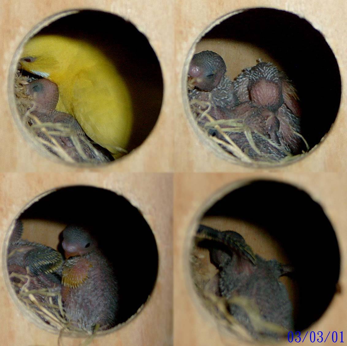 偷窺秀