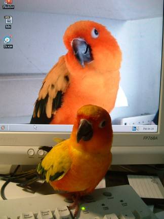 本鳥比螢幕上好看唷！