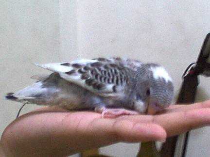 cuj