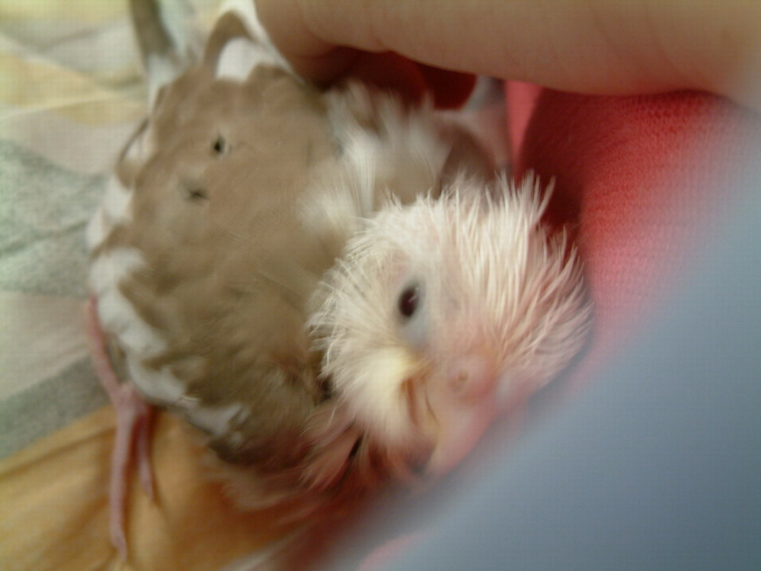 cuteleah