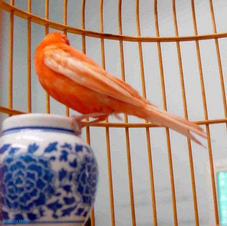金絲雀