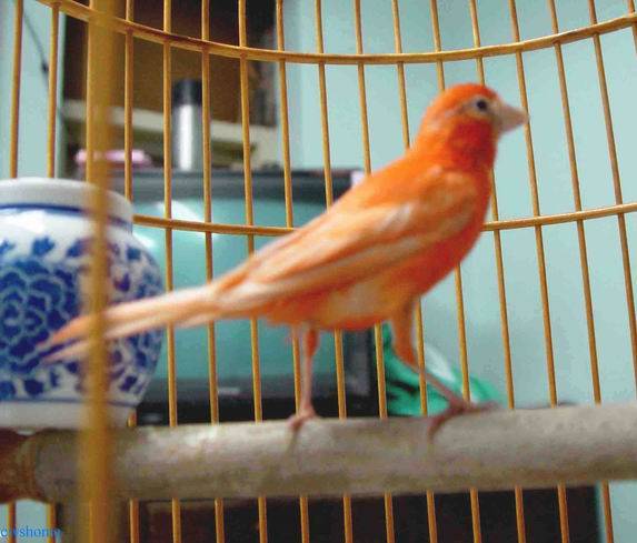 金絲雀