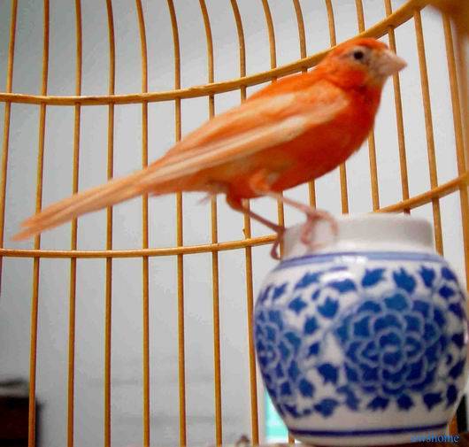 金絲雀