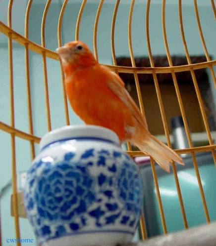 金絲雀