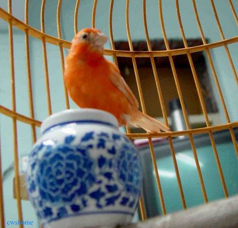 金絲雀