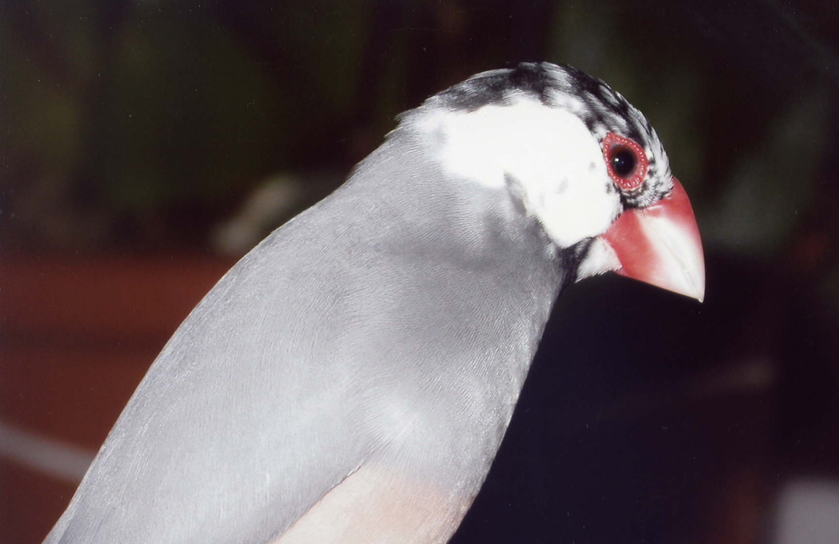 cyliu