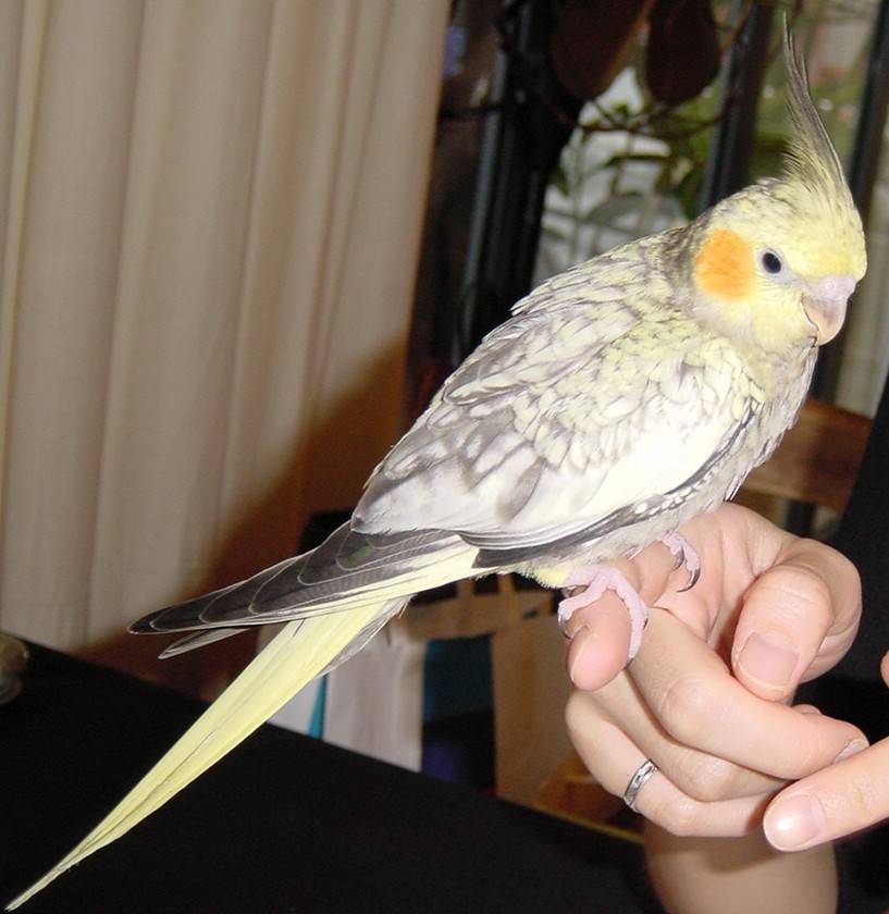 珍珠玄鳳