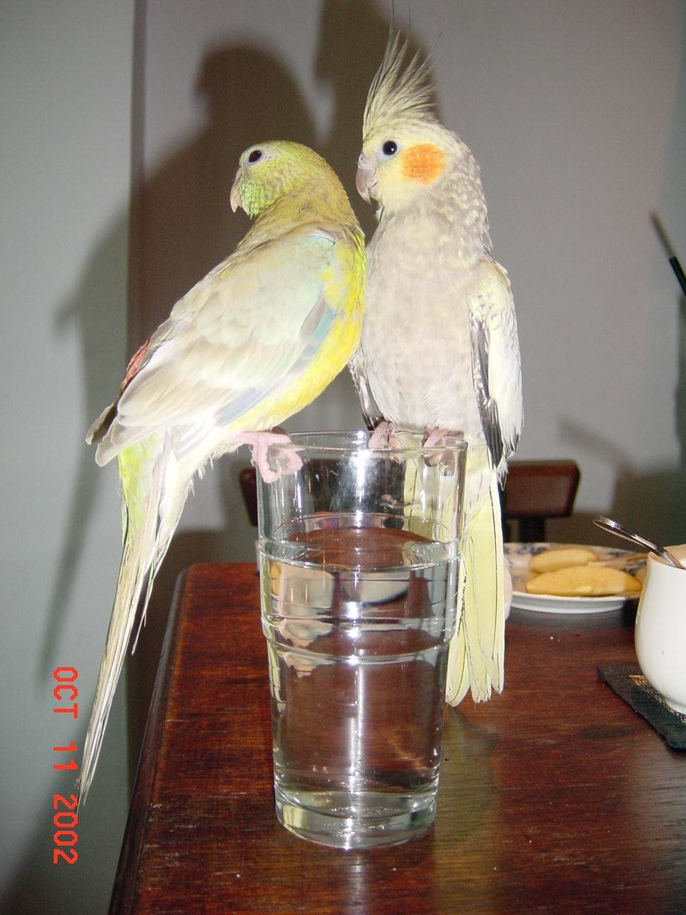 美聲和玄鳳