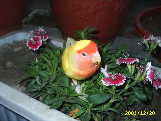 香花配小鸚
