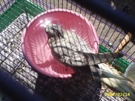 玄鳳泡湯
