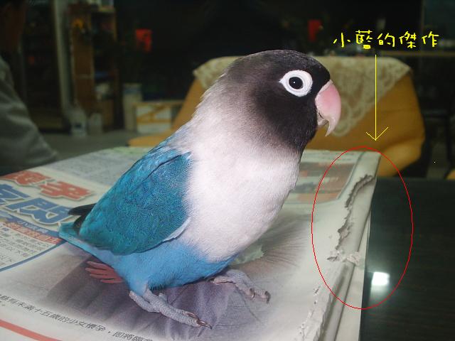 小藍的傑作