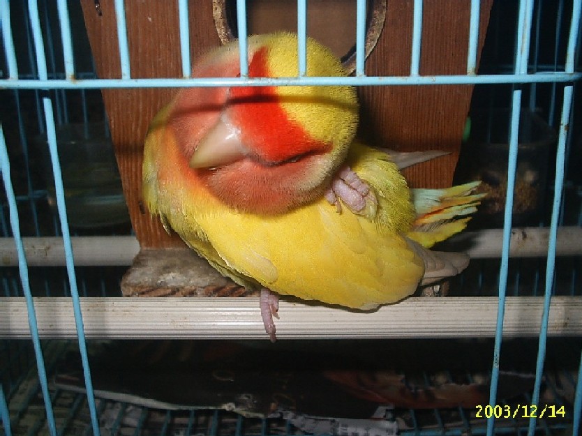 抓癢